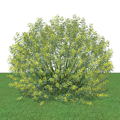  绿植花草su模型 