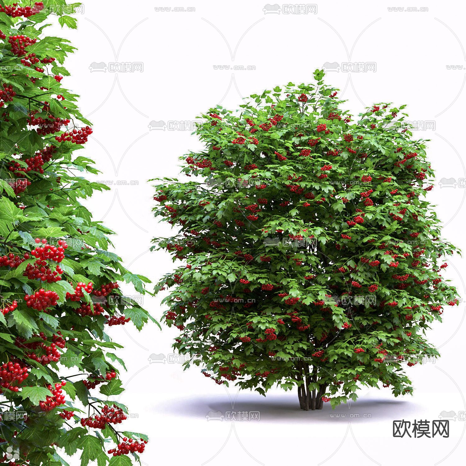 现代樱桃树su模型下载（渲染图1）