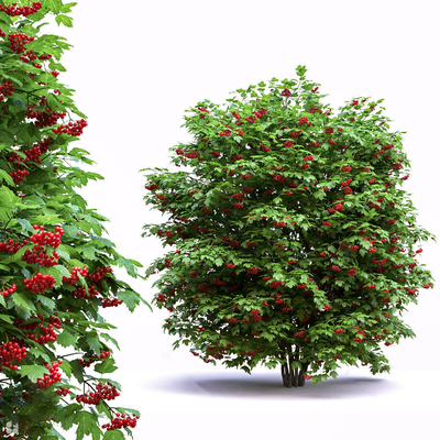  现代樱桃树su模型 