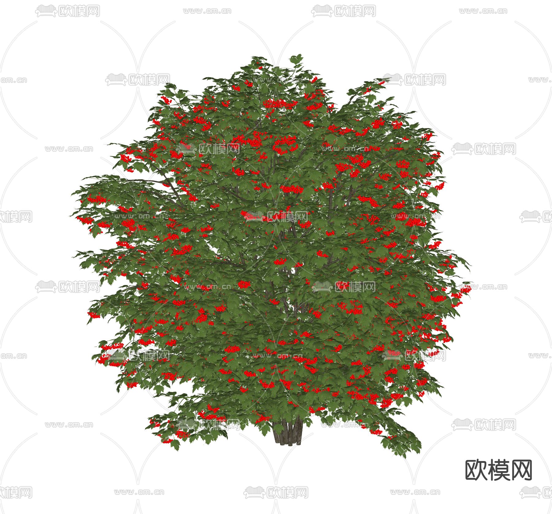 现代樱桃树su模型下载（渲染图2）