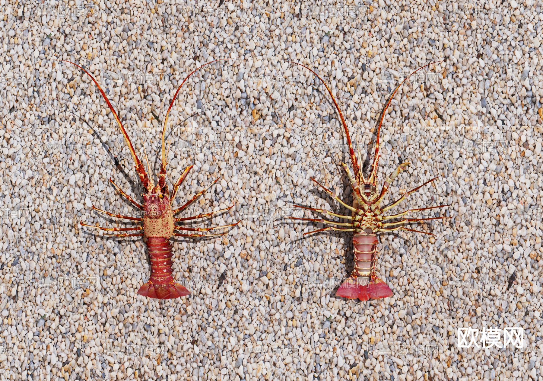龙虾海虾3d模型下载