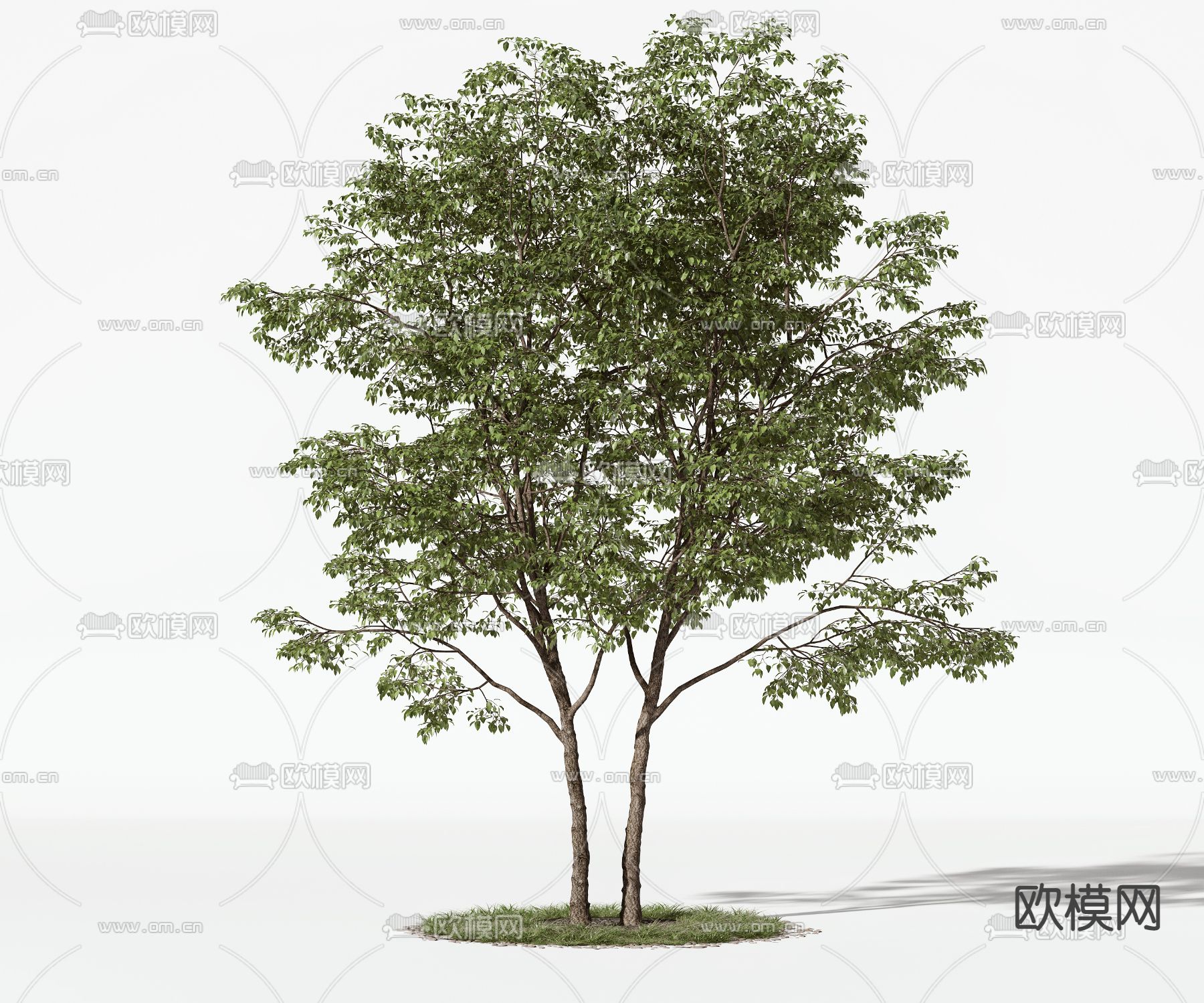 现代杜仲树景观树3d模型下载_ID11986688_3dmax免费模型-欧模网