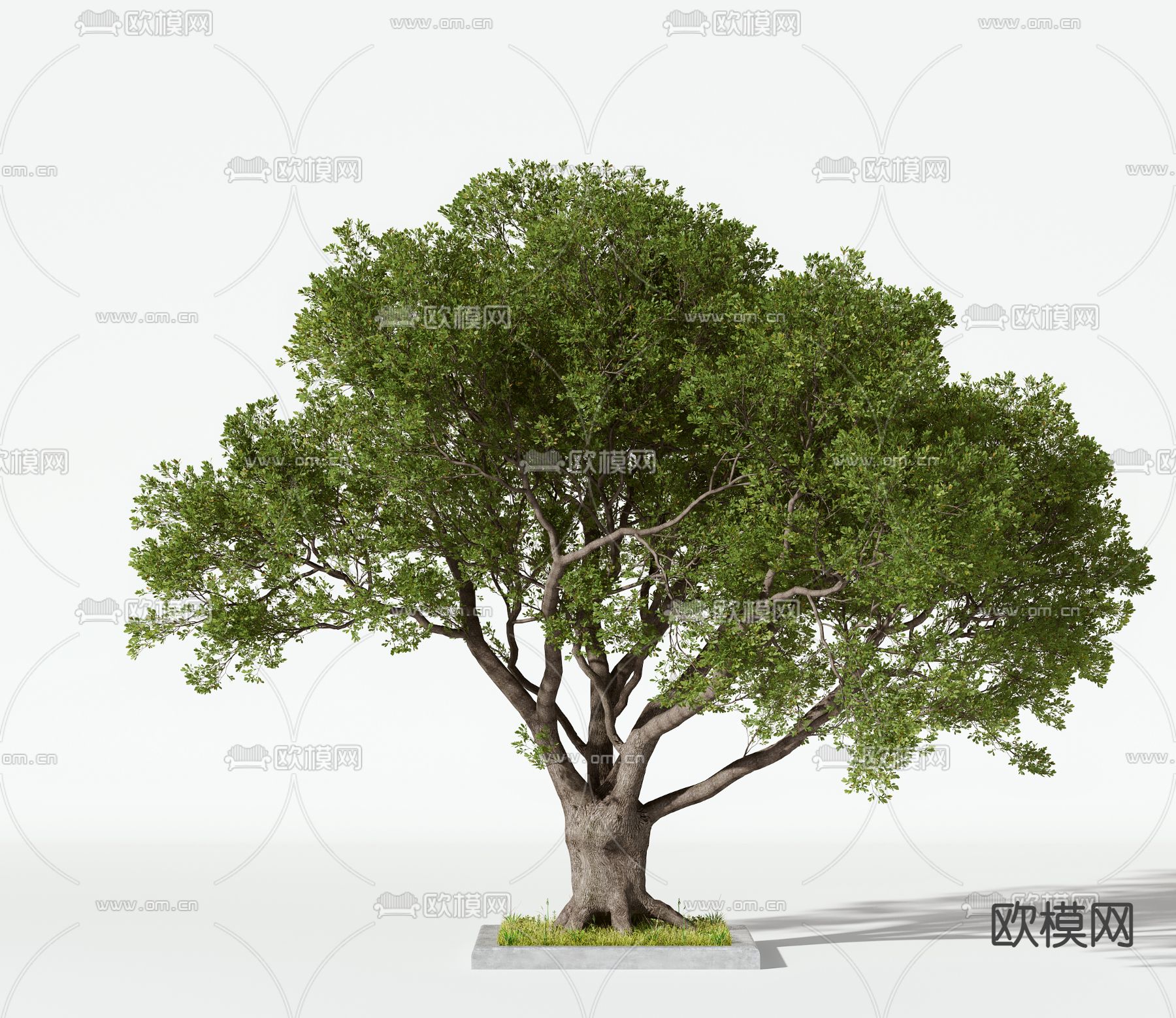 现代景观树3d模型下载