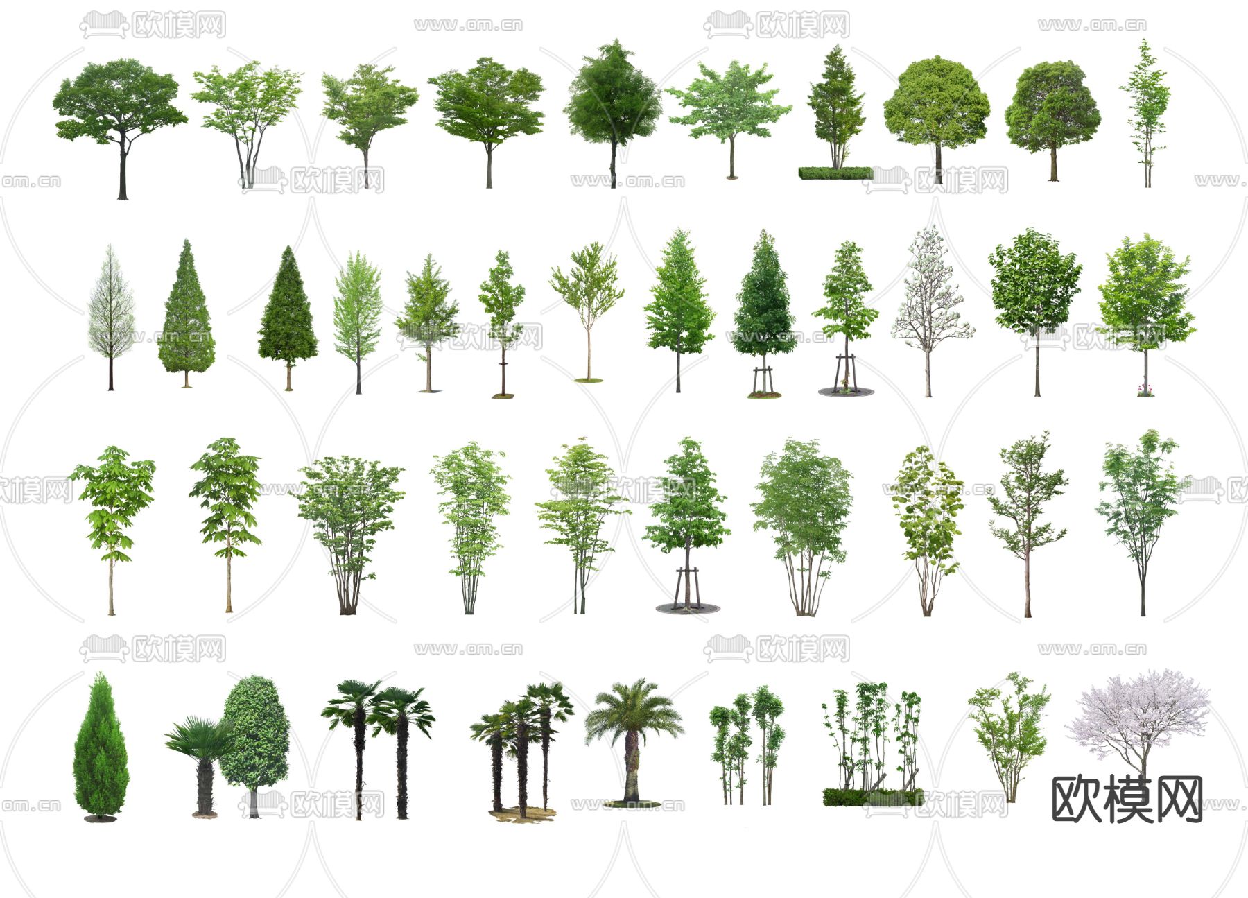 现代乔木植物景观树2d组件su模型下载