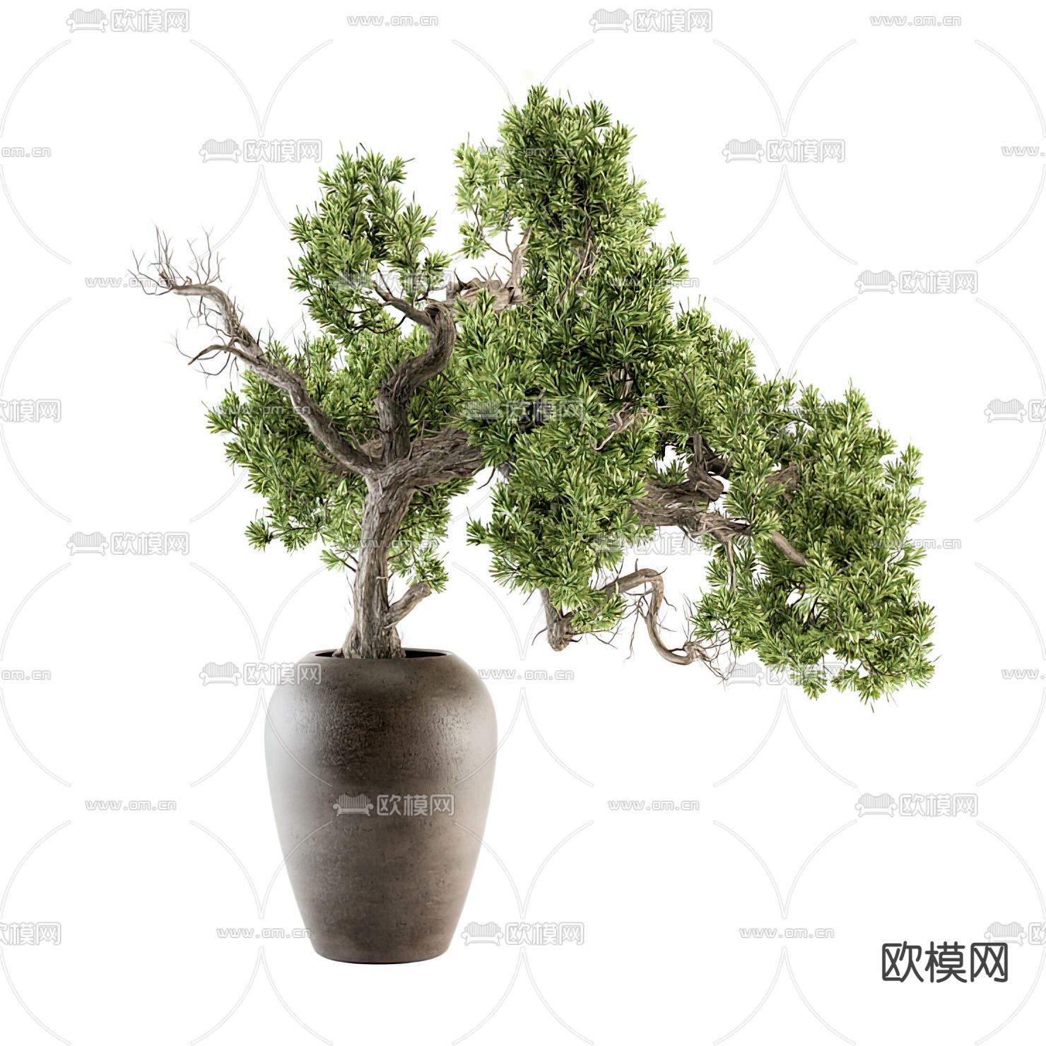 新中式罗汉松盆栽3d模型下载