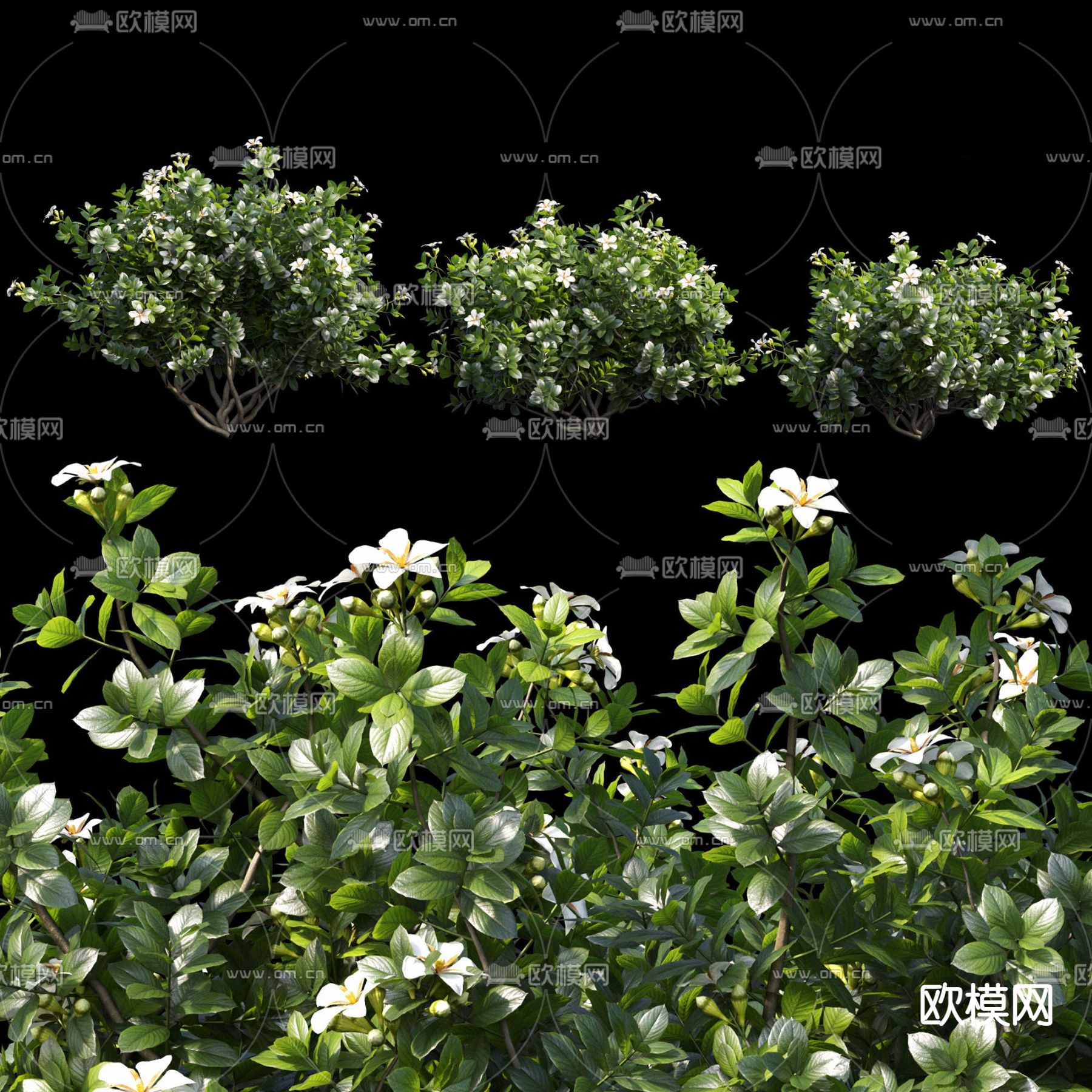 栀子花灌木绿篱3d模型下载