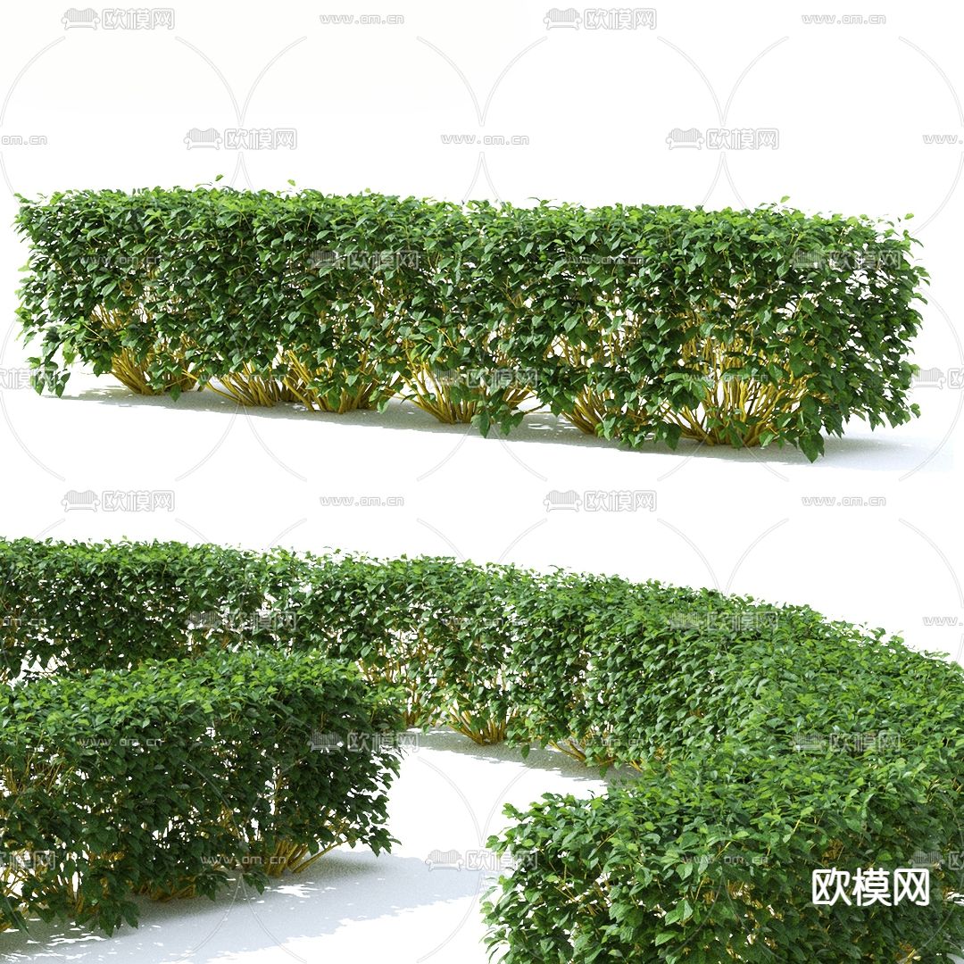 灌木绿篱植物3d模型