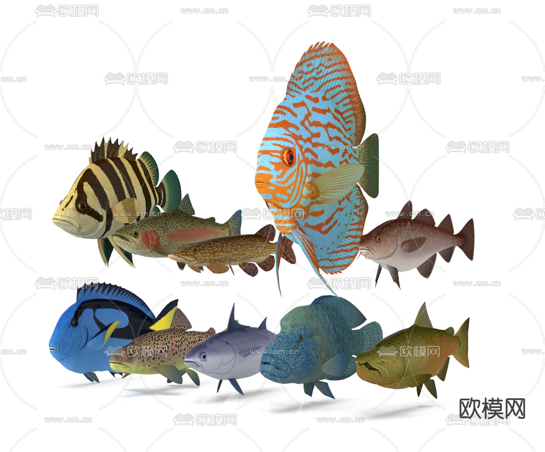 现代热带鱼群3d模型下载