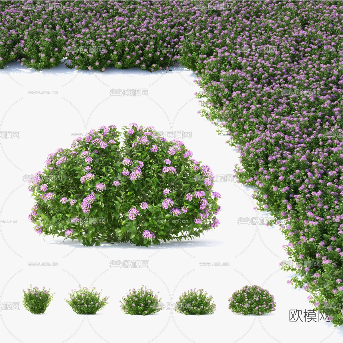 现代薰衣草灌木3d模型下载