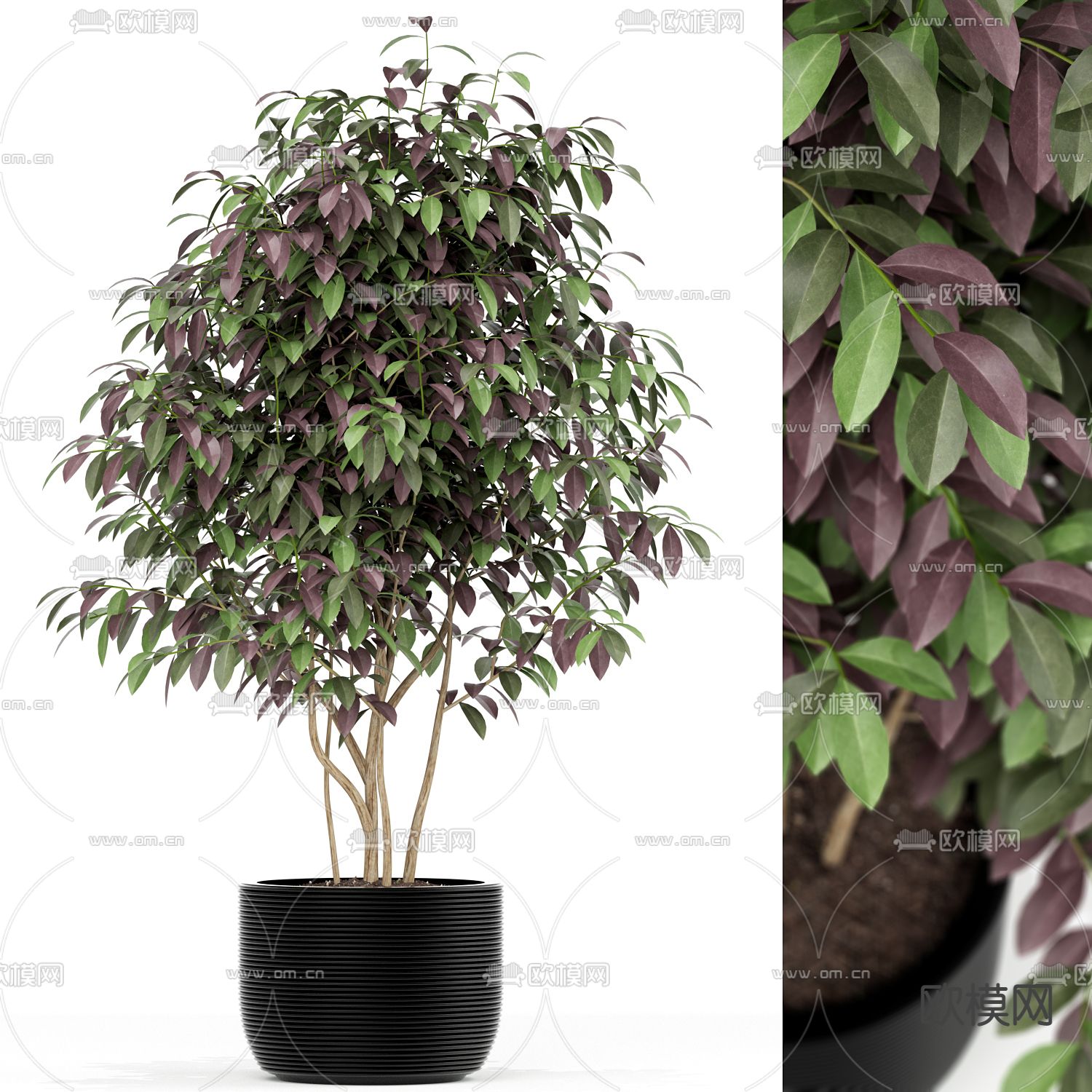 现代绿植盆栽3d模型下载（渲染图1）