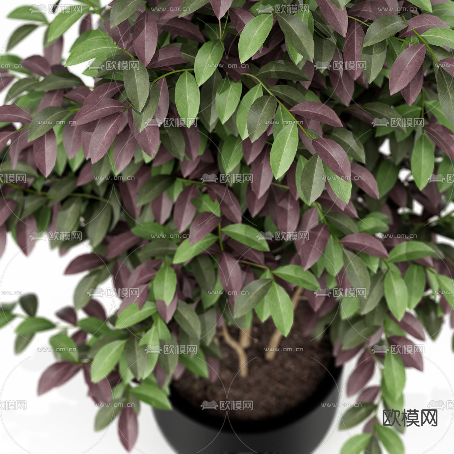 现代绿植盆栽3d模型下载（渲染图3）