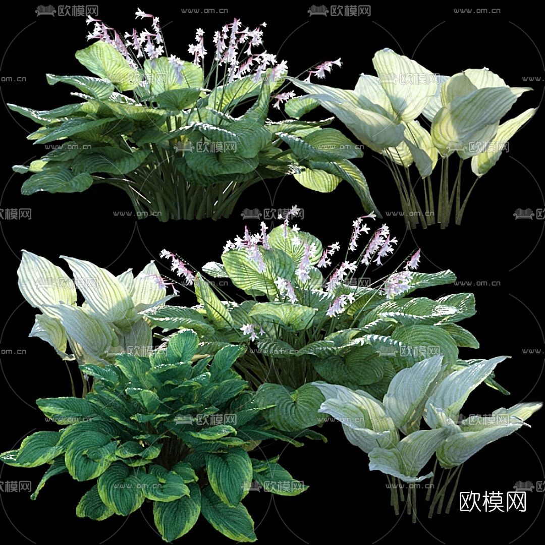 现代阔叶花草3d模型下载_ID12016498_3dmax免费模型-欧模网