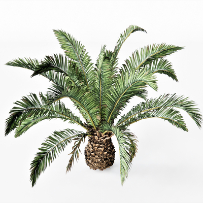  现代芭蕉植物su模型 