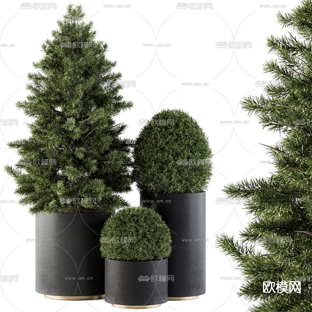 现代冷杉绿植盆栽3d模型下载