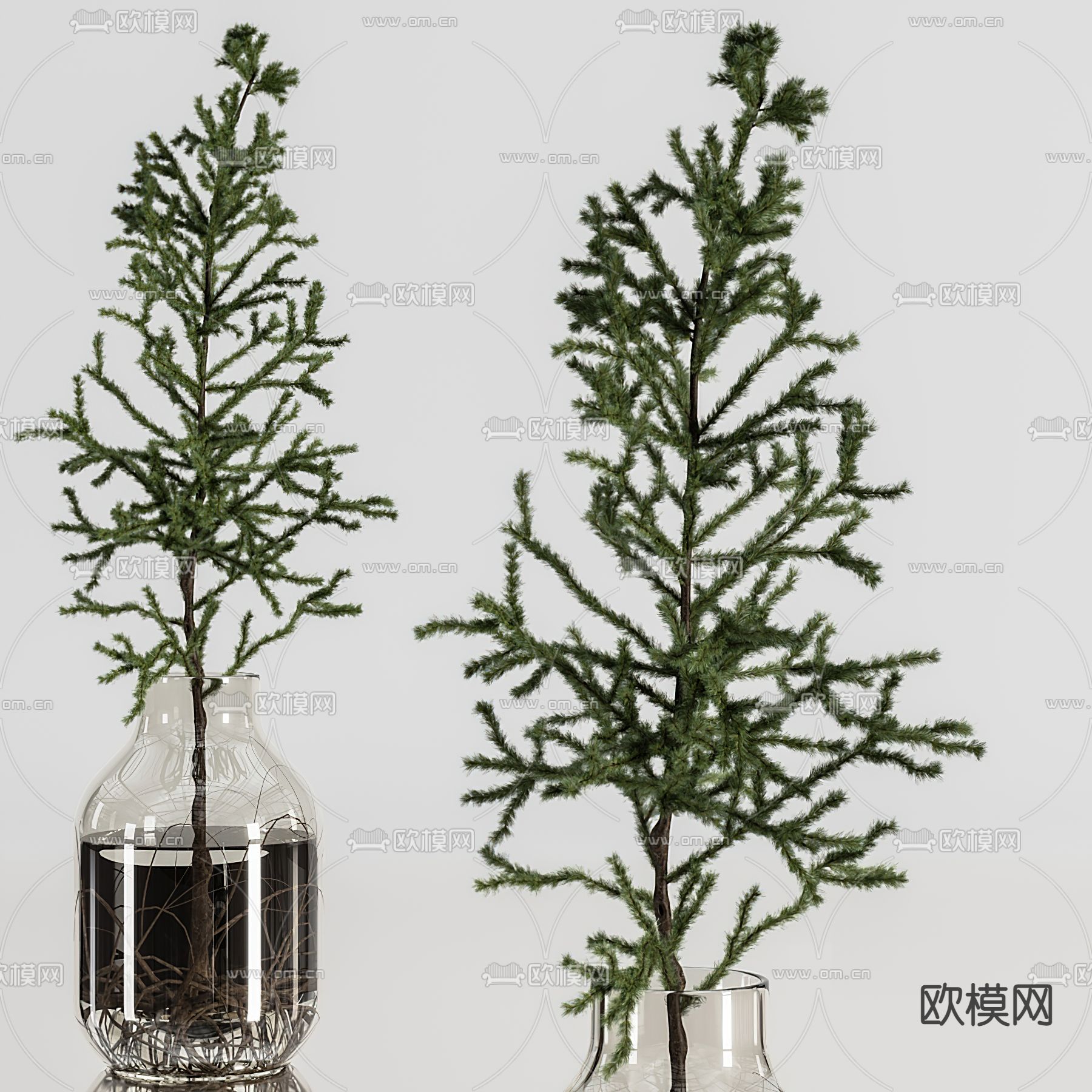 现代水生松树植物花瓶3d模型下载（渲染图3）