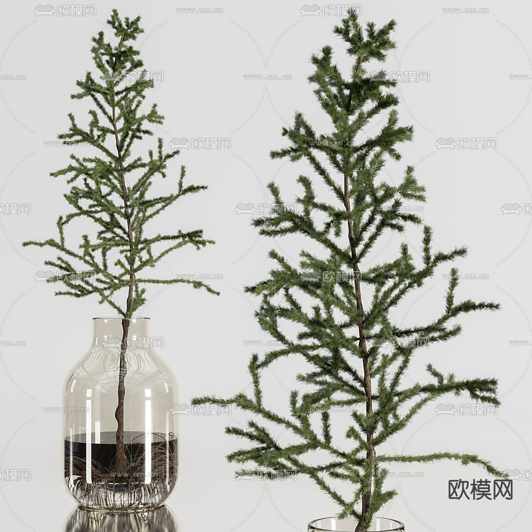 现代水生松树植物花瓶3d模型下载（渲染图2）