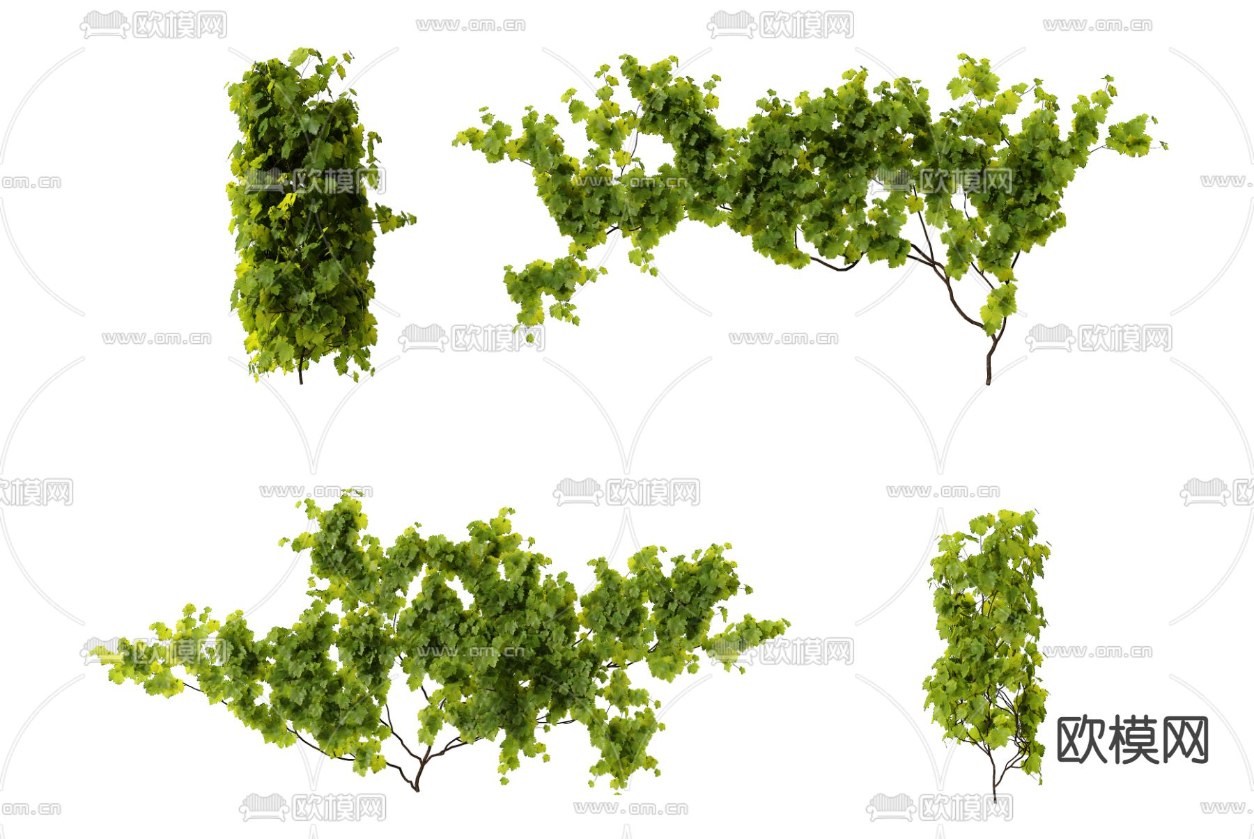 葡萄藤蔓3d模型下载