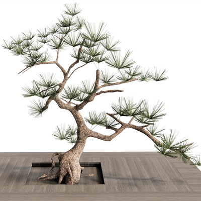  新中式罗汉松su模型 