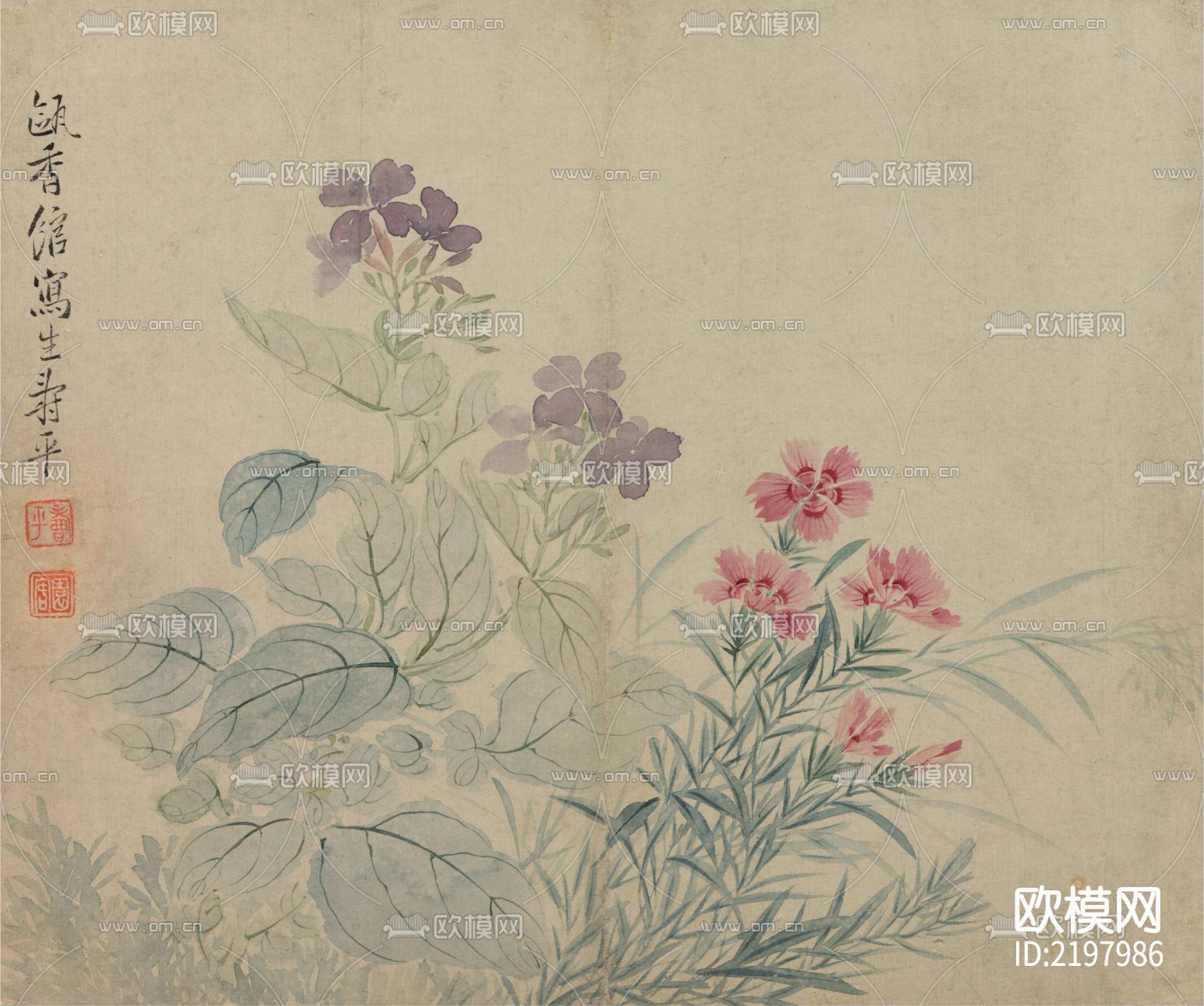 豆花石竹壁纸下载