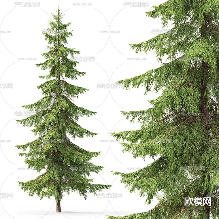现代云杉景观树3d模型下载_ID12038682_3dmax免费模型-欧模网