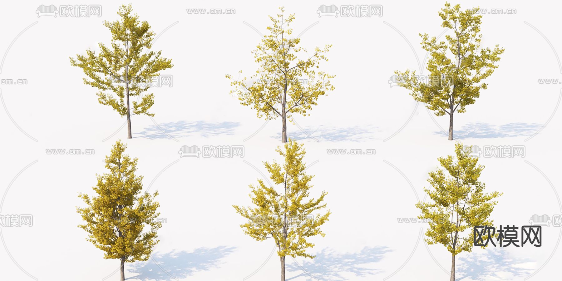 现代银杏树su模型下载（渲染图1）