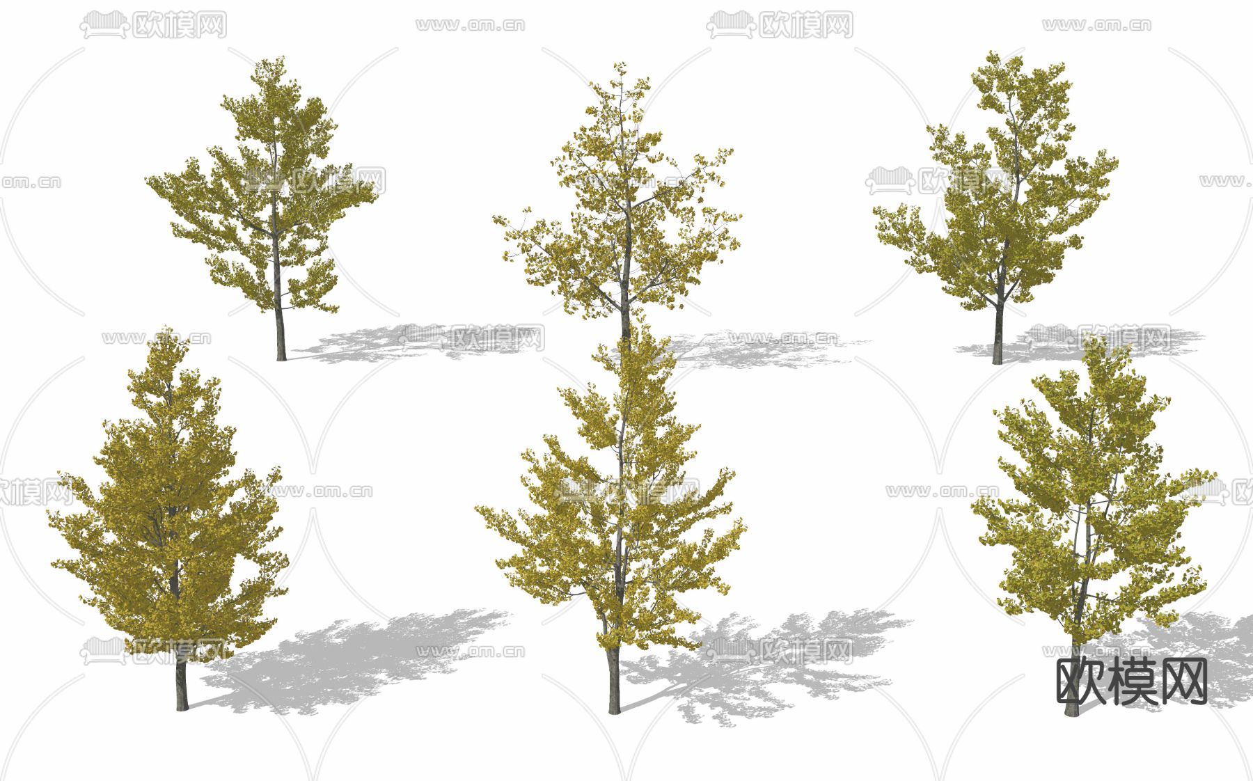现代银杏树su模型下载（渲染图2）