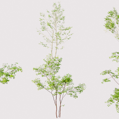  现代鸡爪槭枫树su模型 