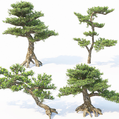  现代罗汉松树su模型 