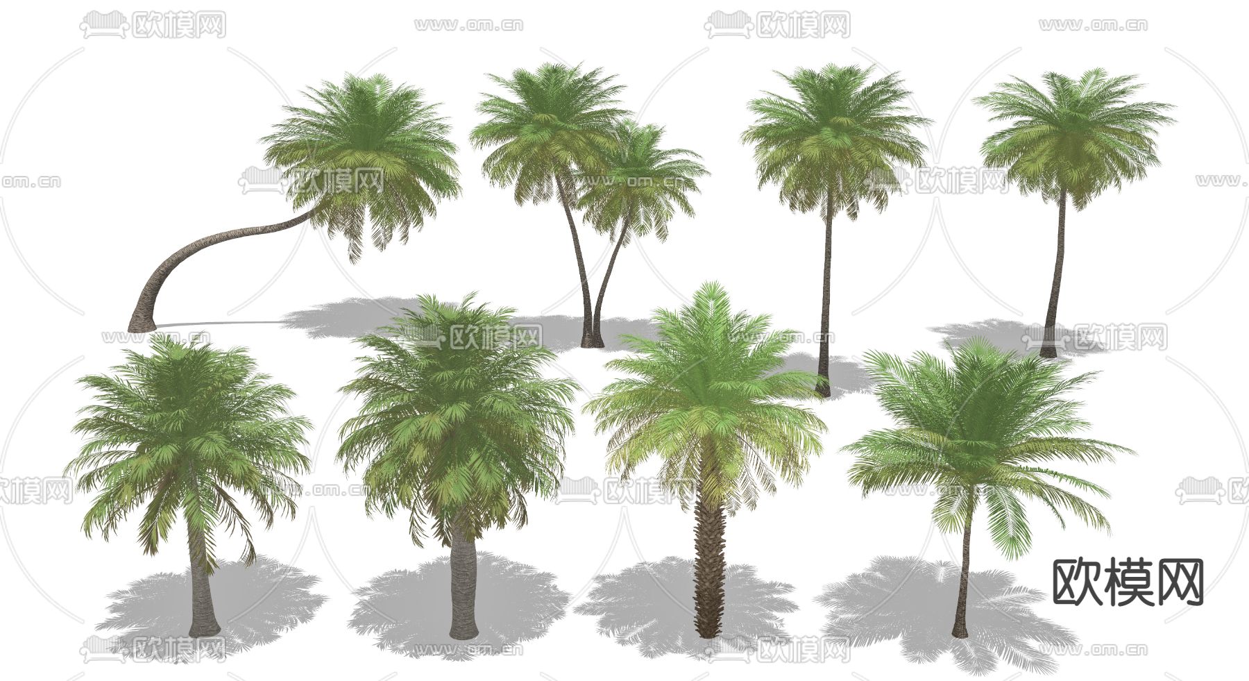 现代椰子树棕榈树su模型下载（渲染图2）