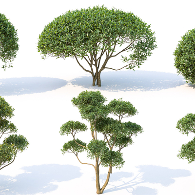  现代景观树木庭院树su模型 