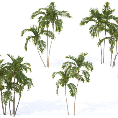 现代椰子树棕榈树su模型 