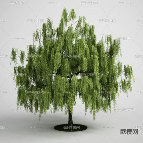 现代柳树免费3d模型下载