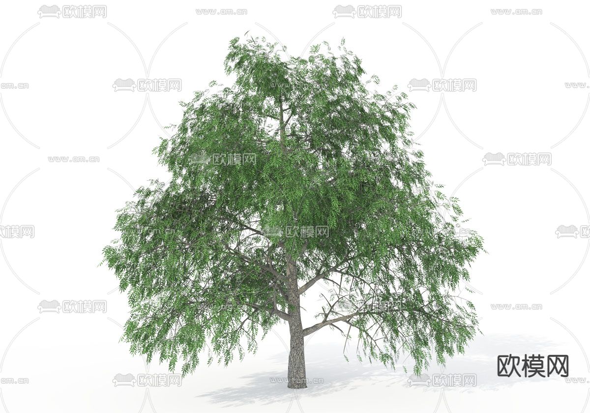 现代山核桃树免费3d模型下载