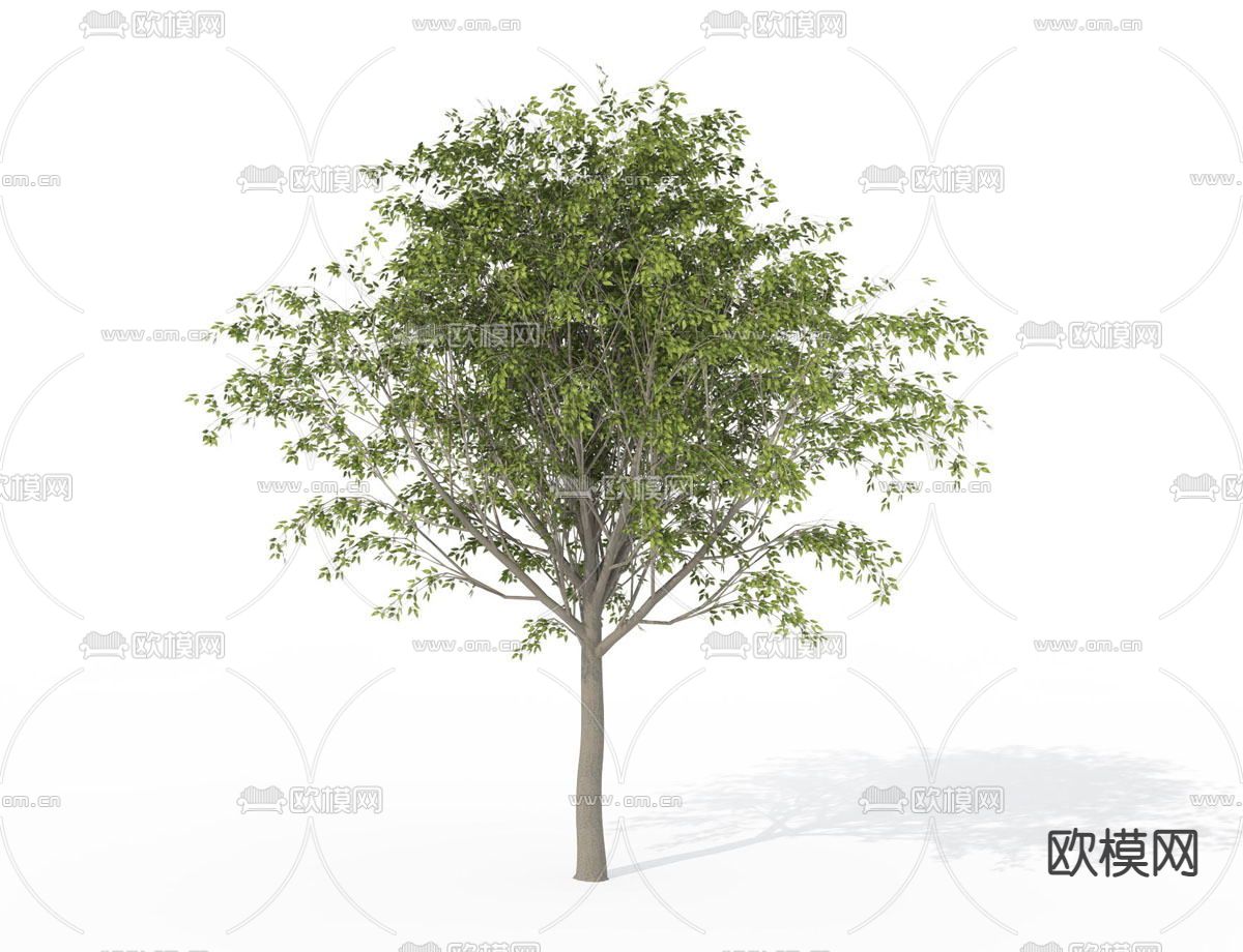 现代黑莓树免费3d模型下载