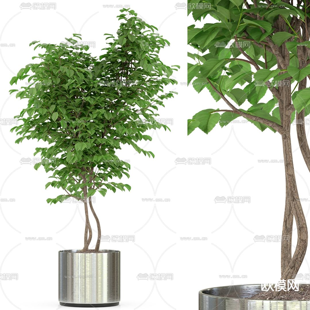 现代幌伞枫绿植盆栽3d模型下载_ID12053399_3dmax免费模型-欧模网