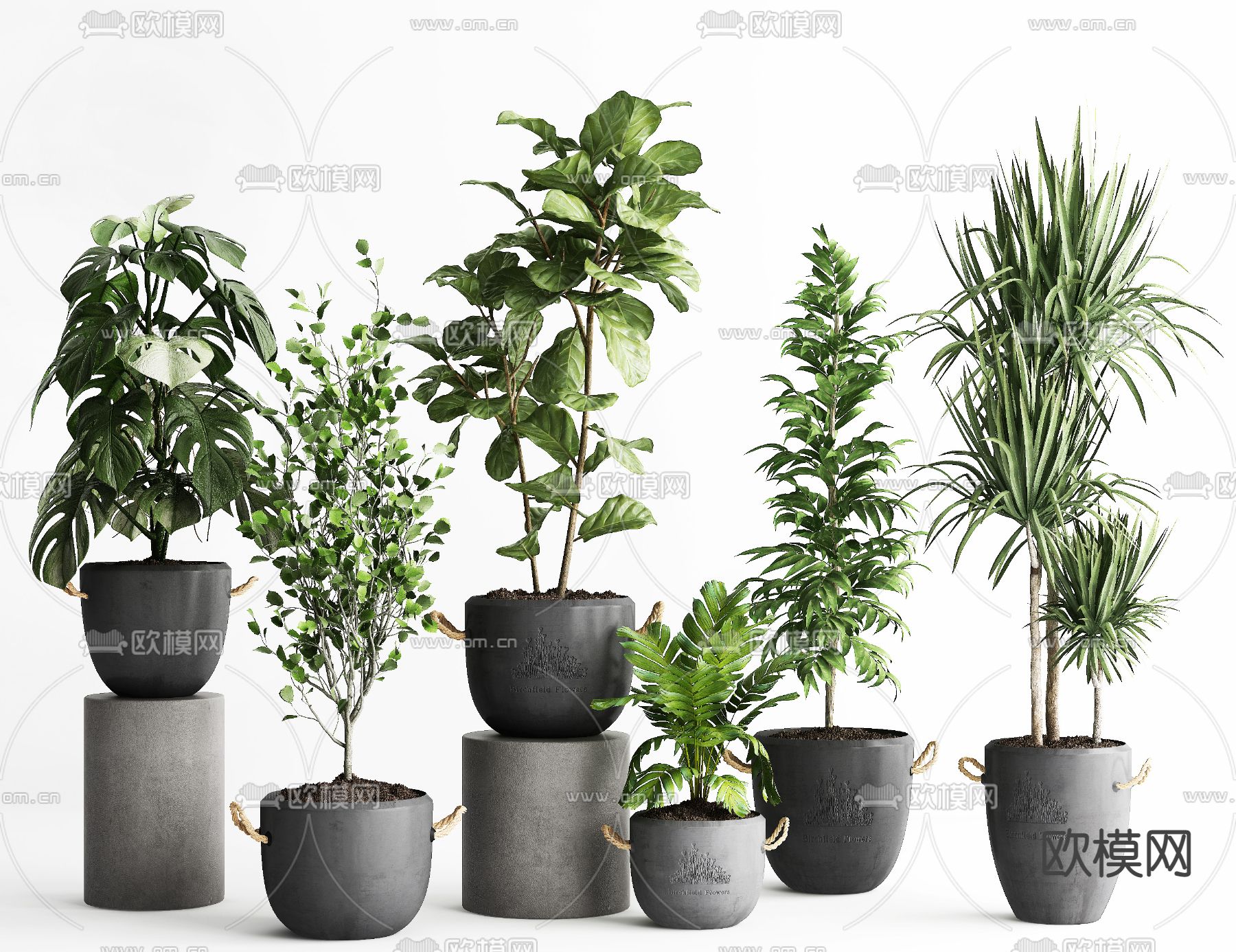 阔叶绿植盆栽组合3d模型下载_ID12058792_3dmax免费模型-欧模网