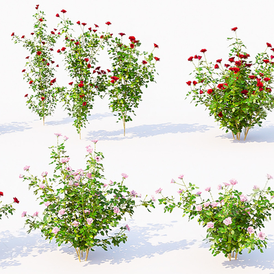  现代玫瑰花蔷薇su模型 