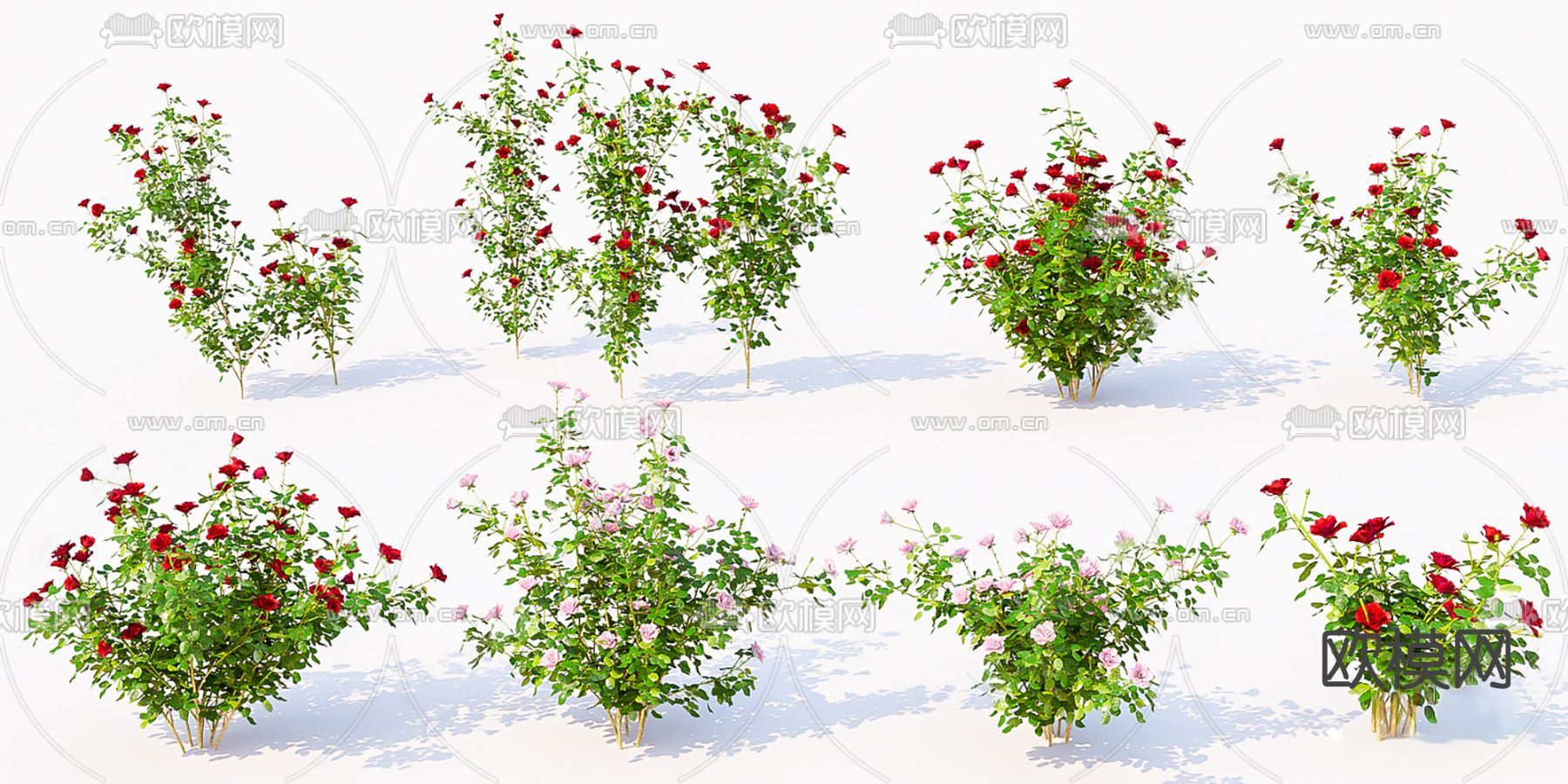 现代玫瑰花蔷薇su模型