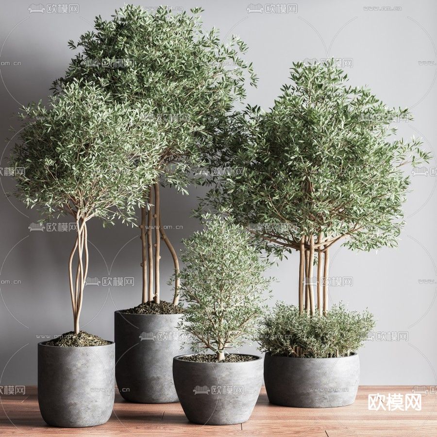 现代木樨榄植物盆栽3d模型下载_ID12061696_3dmax免费模型-欧模网