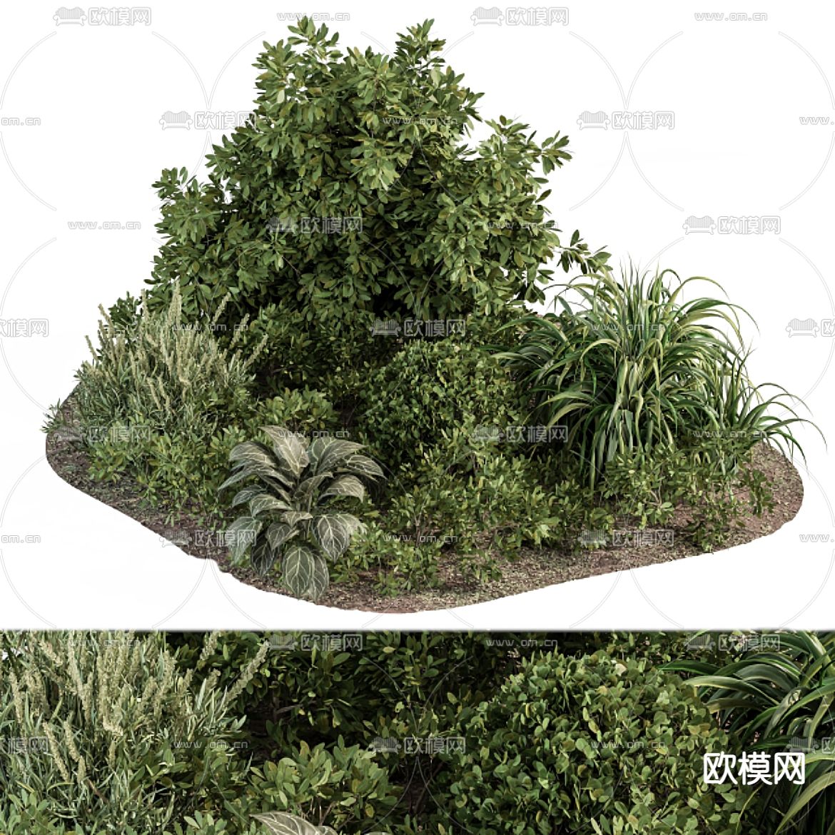 现代灌木植物3d模型