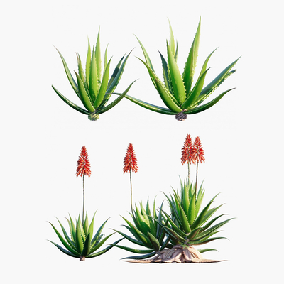  现代芦荟植物su模型 