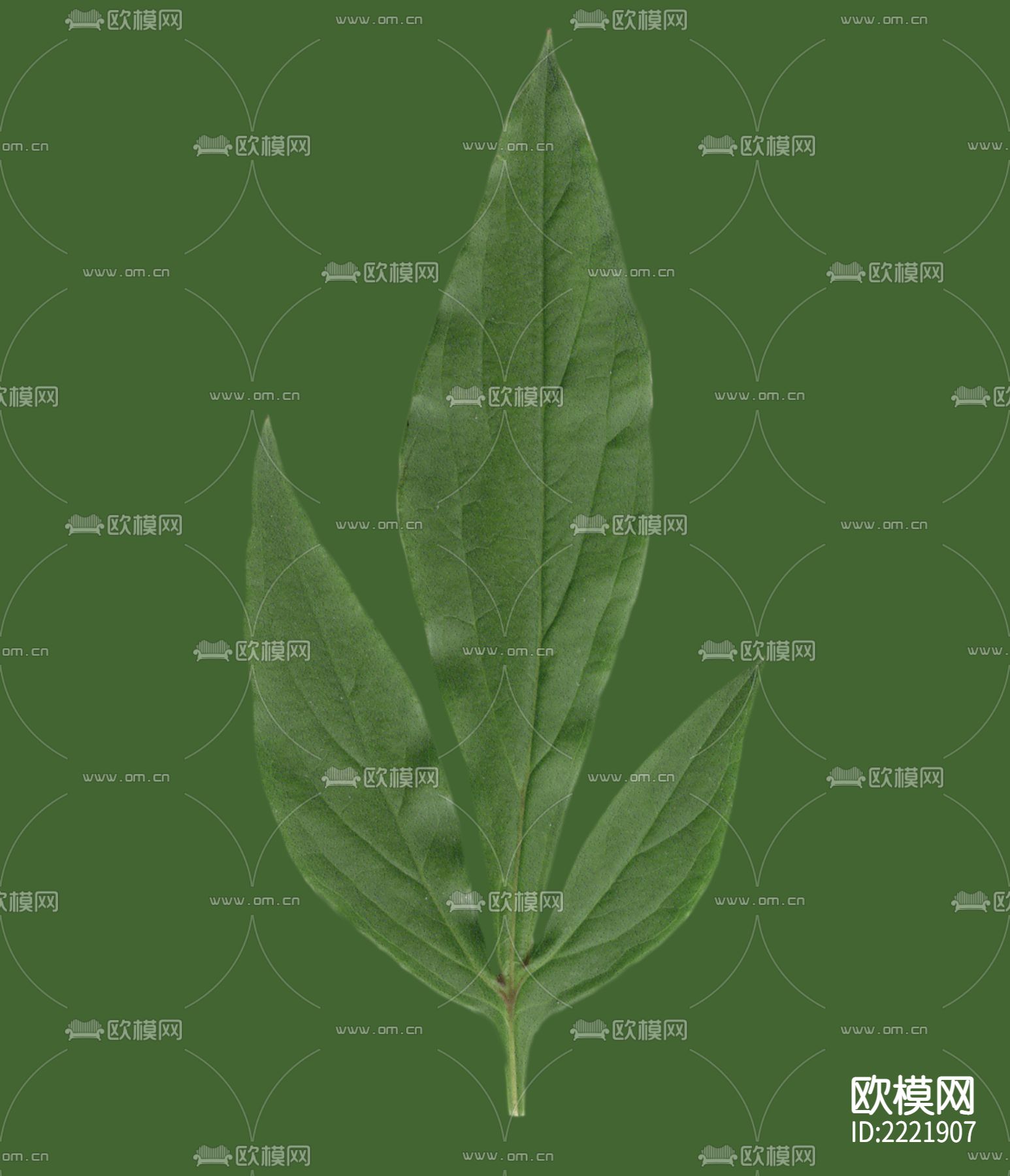 树叶下载（渲染图4）