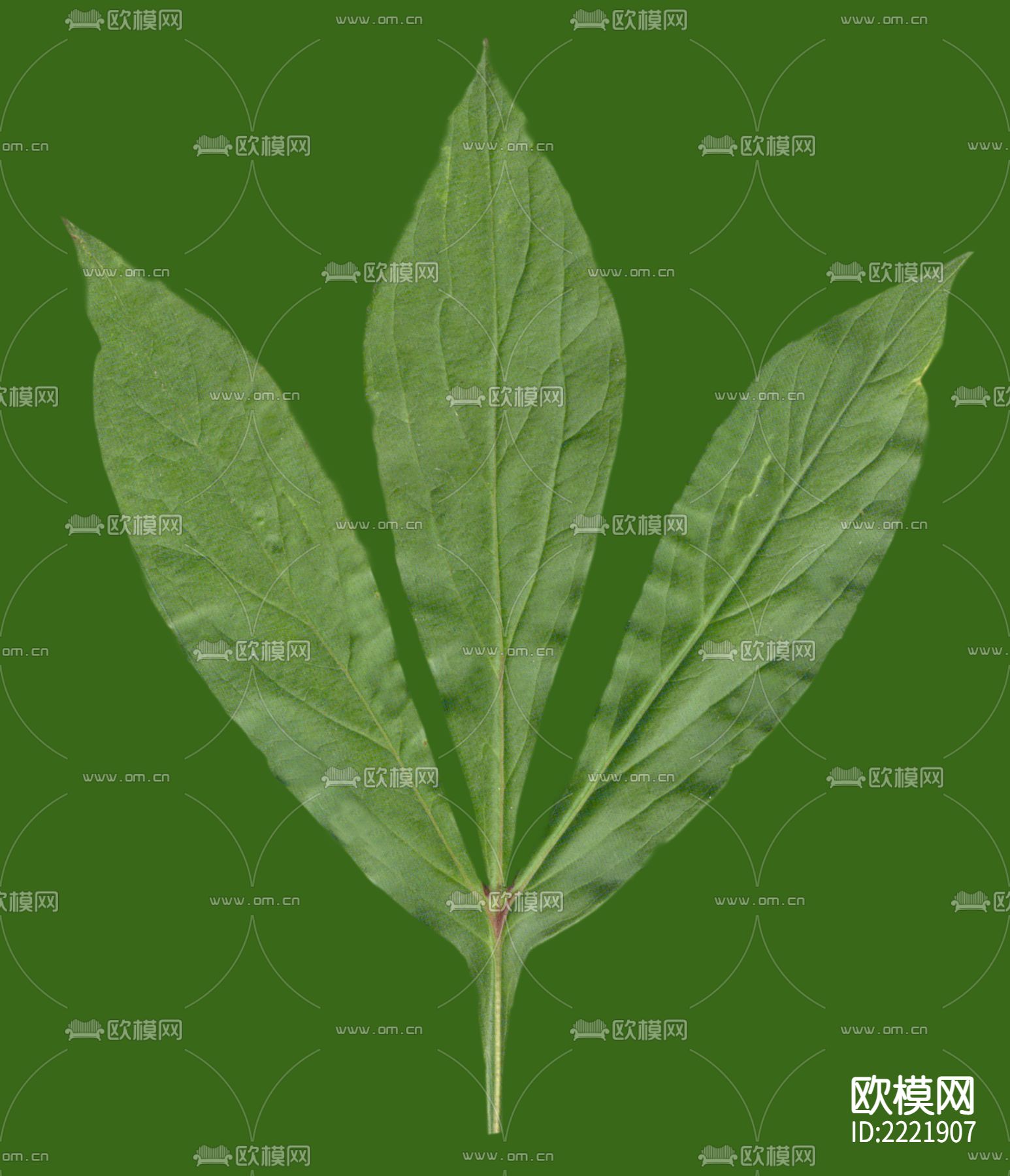 树叶下载（渲染图7）