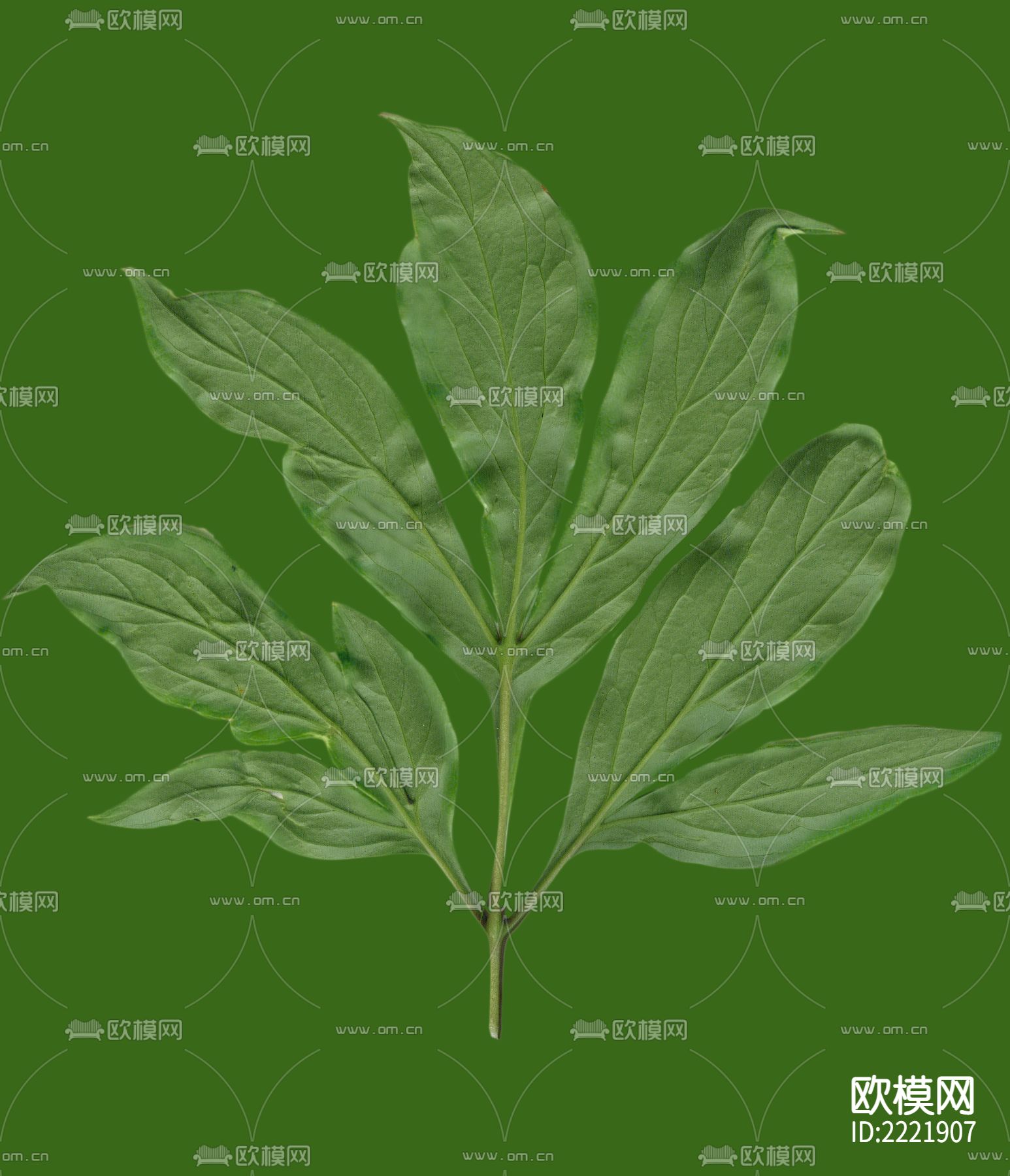 树叶下载（渲染图6）