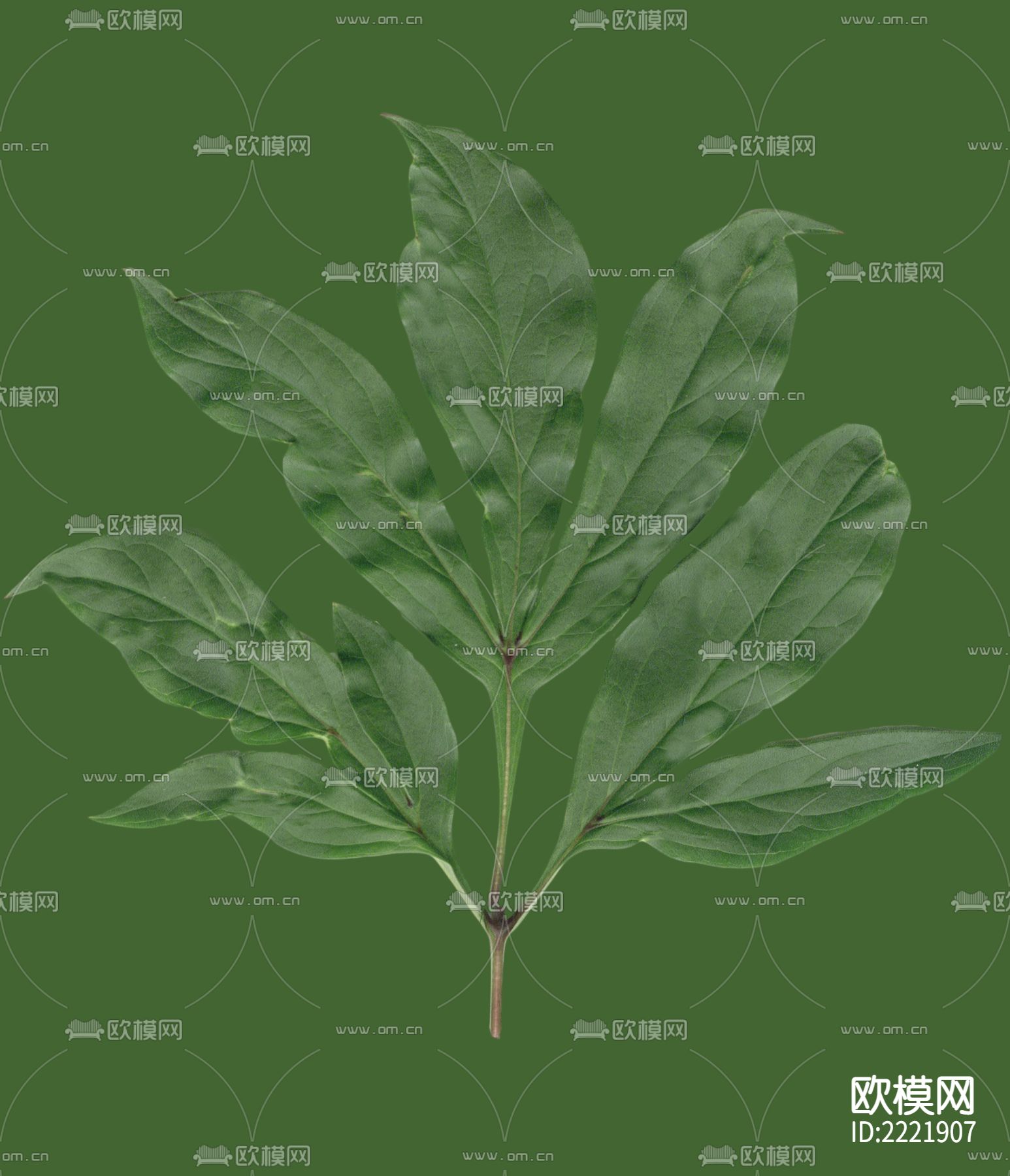 树叶下载（渲染图8）