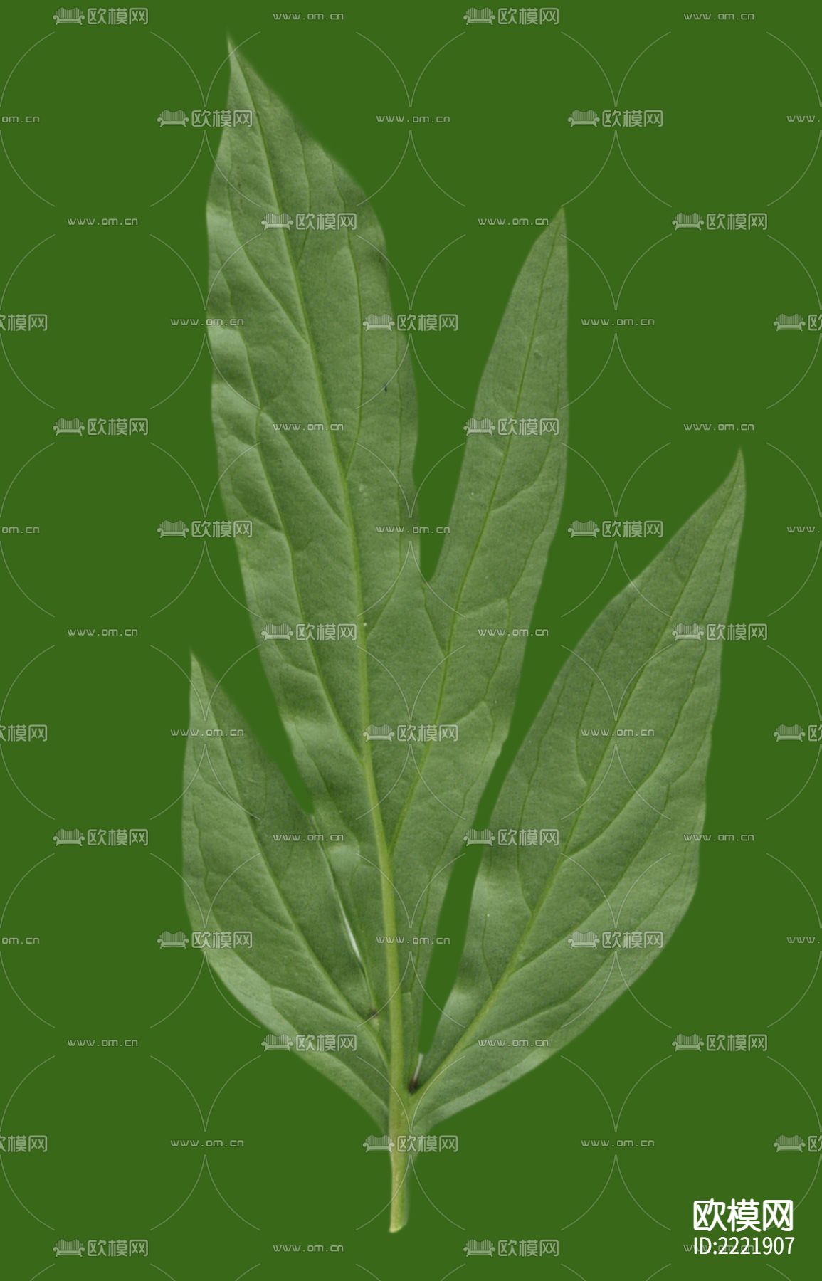 树叶下载（渲染图5）