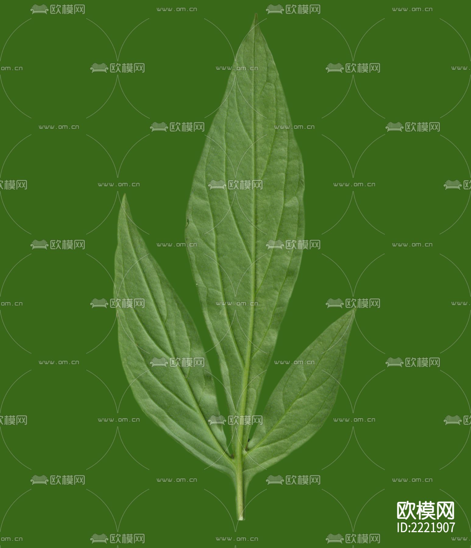 树叶下载（渲染图3）