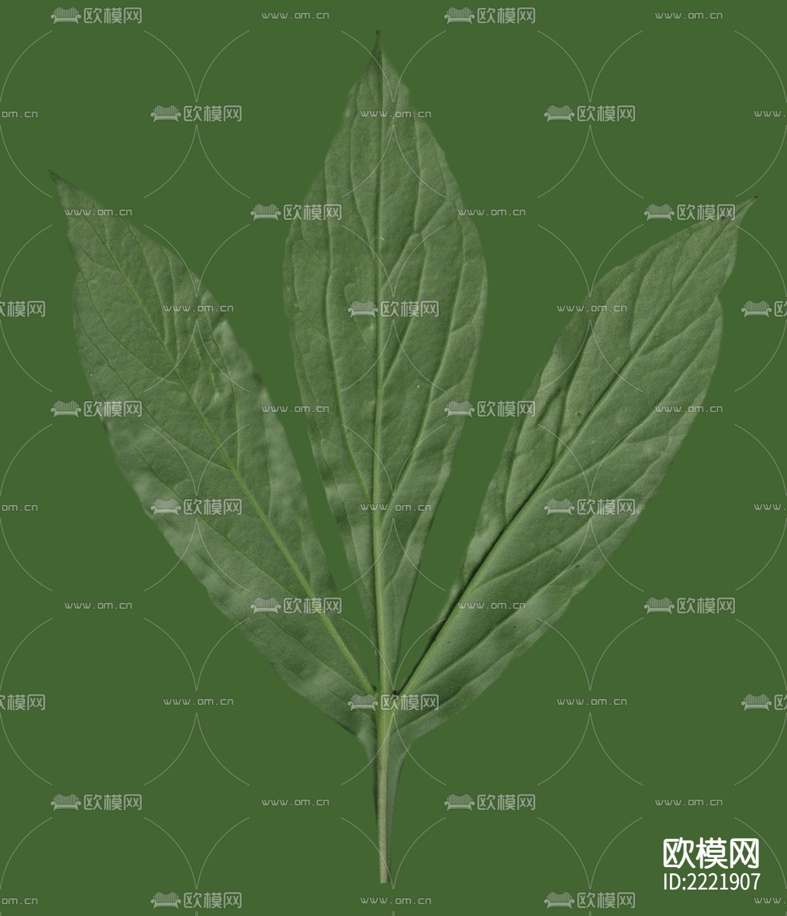 树叶下载（渲染图2）