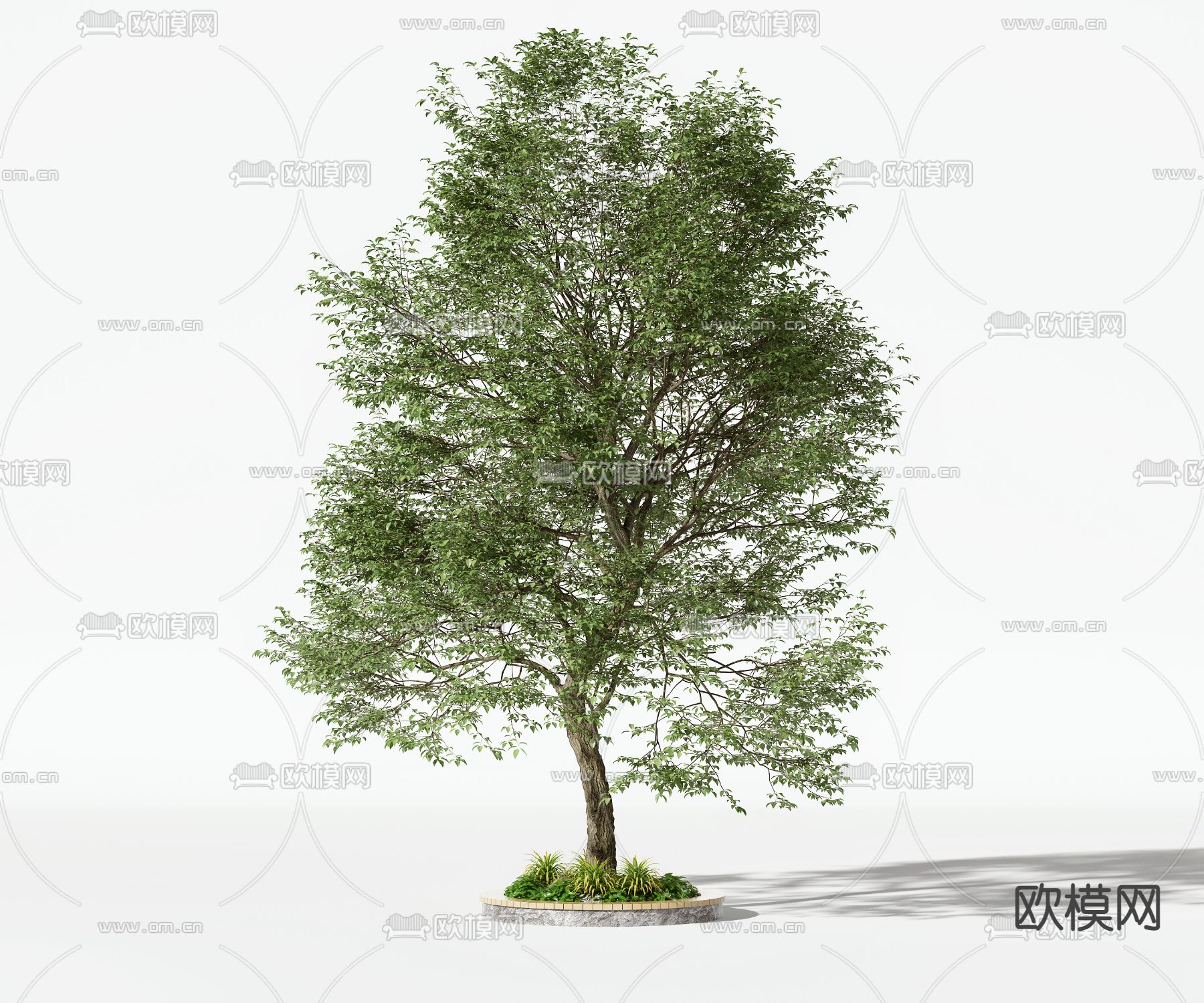 现代榆树行道树3d模型下载