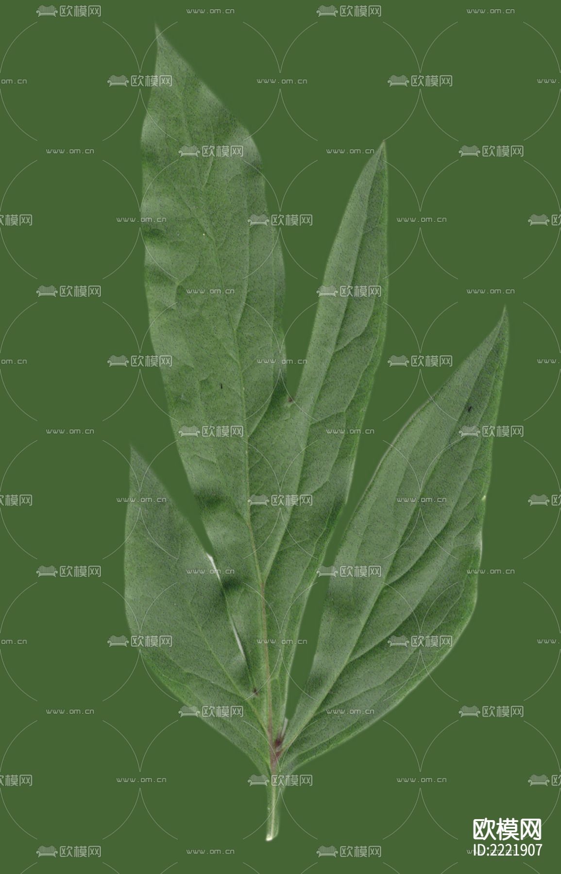 树叶下载（渲染图1）